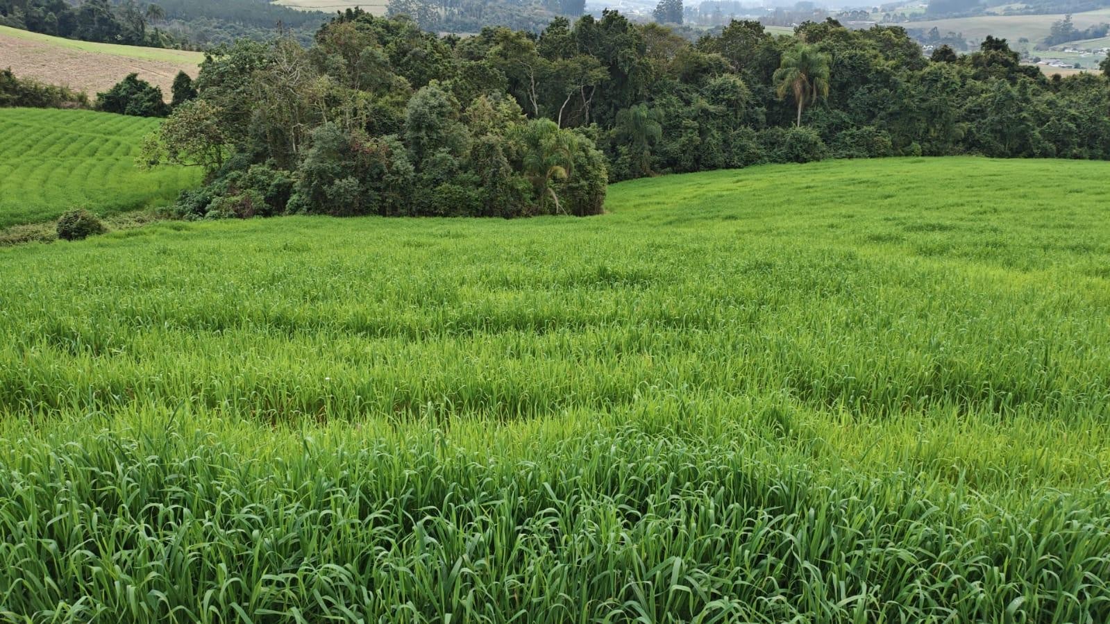 TERRENO RURAL - Ituporanga/SC, Barragem Sul